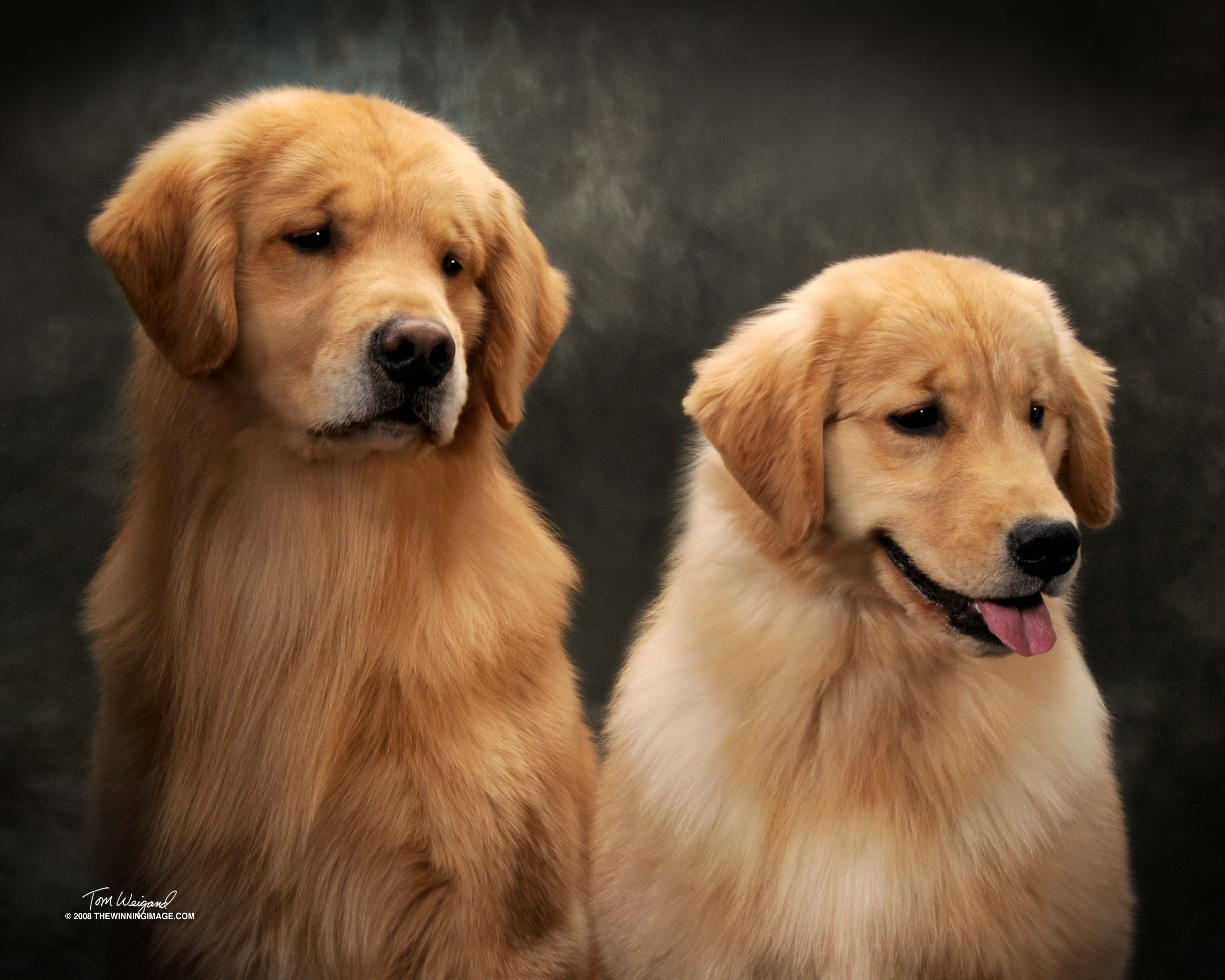asoros golden retrievers about us asoros golden retrievers about us